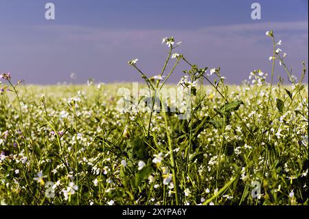 Radis d'huile de floraison au soleil Banque D'Images