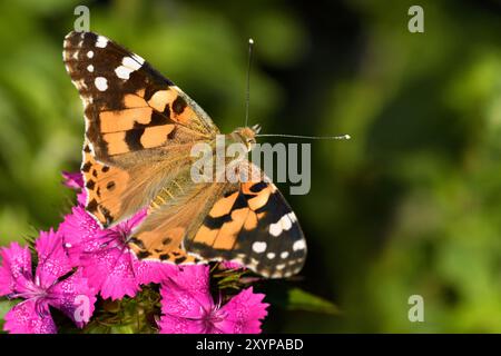 Papillon de chardon sur un oeillet barbu Banque D'Images