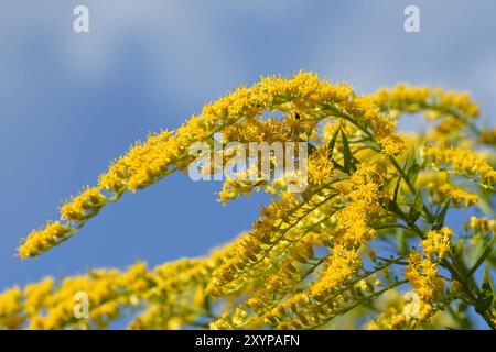 Goldenrod dans le jardin Banque D'Images