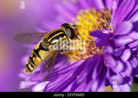 Grand marais hoverfly Banque D'Images