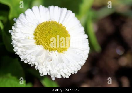 (Bellis) Banque D'Images