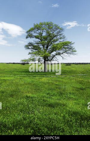 Paysage de printemps chêne vert solitaire sur un champ vert d'herbe luxuriante contre un fond de ciel bleu de rayons de soleil et de nuages blancs. Le concept d'ecolo Banque D'Images