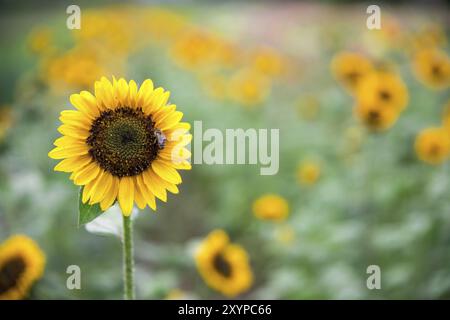 Champ de fleurs de soleil, été Banque D'Images