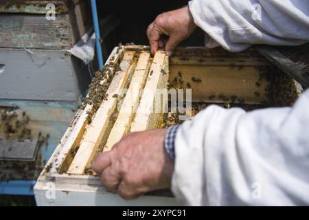 L'apiculteur garde un cadre avec du miel scellé avec de la cire sur lequel les abeilles s'assoient Banque D'Images