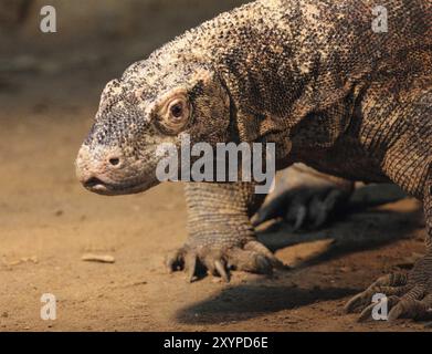 Les lézards moniteurs (Varanus) forment un genre d'environ 79 espèces de crawlers écailleux (Squamata) lézard écran est le nom commun de plusieurs grands lézards Banque D'Images