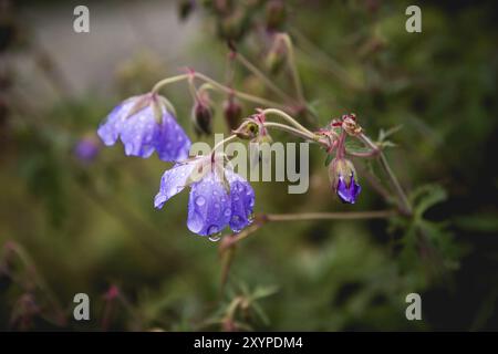 Géranium des prairies. Géranium fleuri avec fleurs lilas parmi l'herbe. Plante médicinale. Prise de vue en soirée Banque D'Images