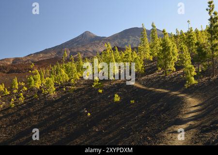 Paysage avec les pins des îles Canaries et les volcans El Teide, Pico Viejo et Montana de la Botija dans la zone de randonnée Montana Samara, Tenerife, Canaries Banque D'Images