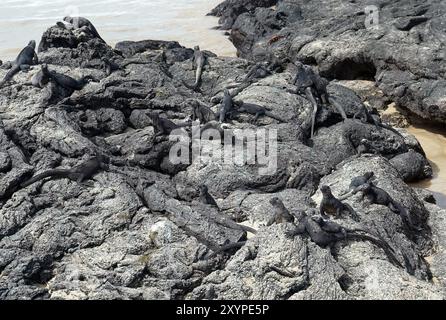 Iguane marin, Meerechse, Iguane marin des Galapagos, Amblyrhynchus cristatus, tengeri leguán, Isabela Island, Galápagos, Equateur, Amérique du Sud Banque D'Images