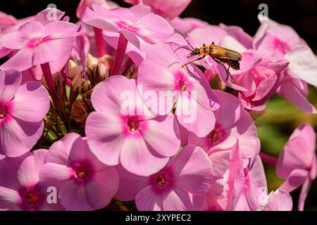 coléoptère rampant sur phlox Banque D'Images