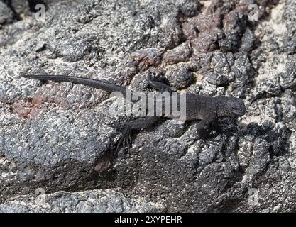 Iguane marin, Meerechse, Iguane marin des Galapagos, Amblyrhynchus cristatus, tengeri leguán, Isabela Island, Galápagos, Equateur, Amérique du Sud Banque D'Images