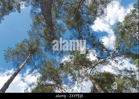 Forêt de pins du point de vue de la grenouille Banque D'Images