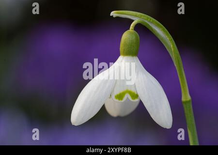 Chutes de neige avec crocus en arrière-plan Banque D'Images