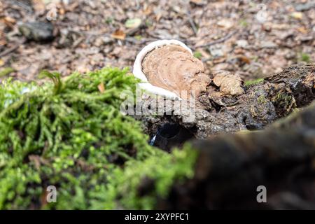 Conk de l'artiste (Ganoderma applanatum) champignon sur l'arbre dans la forêt avec de la mousse Banque D'Images