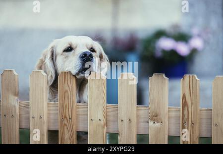 Close up d'un chien curieux, à une clôture Banque D'Images