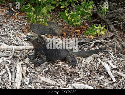 Iguane marin, Meerechse, Iguane marin des Galapagos, Amblyrhynchus cristatus, tengeri leguán, Isabela Island, Galápagos, Equateur, Amérique du Sud Banque D'Images