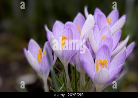 Crocus dans le jardin Banque D'Images