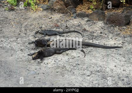 Iguane marin, Meerechse, Iguane marin des Galapagos, Amblyrhynchus cristatus, tengeri leguán, Isabela Island, Galápagos, Equateur, Amérique du Sud Banque D'Images