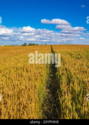 Un chemin à travers un champ de blé doré mène à une ferme dans les Prairies canadiennes Banque D'Images