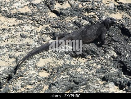 Iguane marin, Meerechse, Iguane marin des Galapagos, Amblyrhynchus cristatus, tengeri leguán, Isabela Island, Galápagos, Equateur, Amérique du Sud Banque D'Images