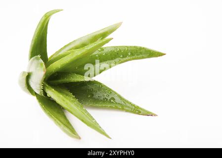 Plante de vera d'aloès isolée sur blanc. Concept de la santé et des cosmétiques Banque D'Images