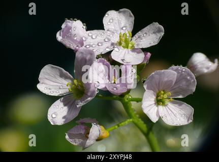 Gouttes de pluie Banque D'Images