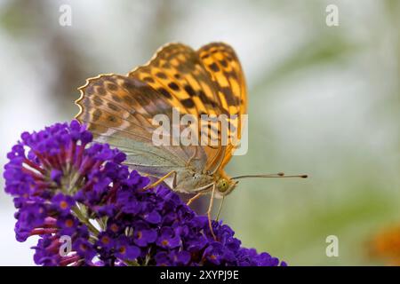 Manteau d'empereur sur le Butterfly Bush Banque D'Images