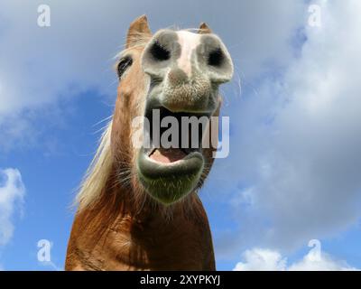 Haflinger Banque D'Images