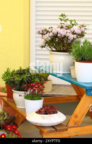 Petites fines herbes et fleurs jardin construite sur une terrasse ou un toit Banque D'Images