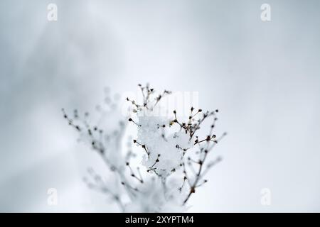 Une branche couverte de glace et de neige un jour d'hiver glacial Banque D'Images