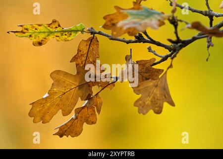 Feuilles de chêne à l'automne Banque D'Images
