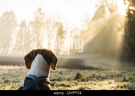 Chien Beagle sur le terrain le matin, regardant les rayons du soleil dans la forêt. Chien dans la nature Banque D'Images