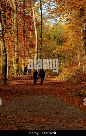 Promeneurs dans la forêt d'automne Banque D'Images