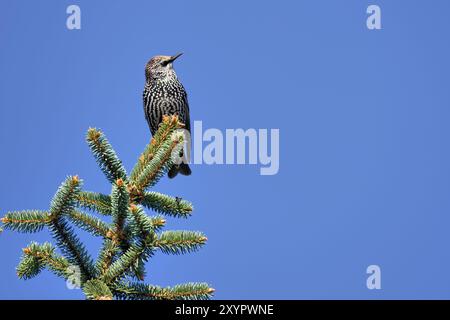 Starling sur un arbre Banque D'Images