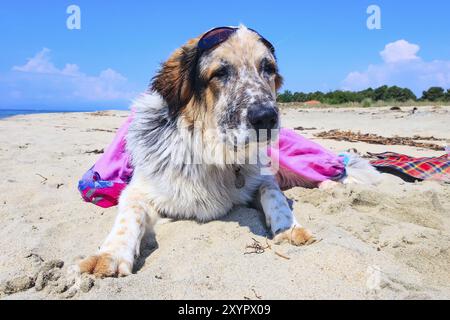 Portrait de blanc, marron et noir chien de grande race en vêtements rose coloré et lunettes de détente à la plage Banque D'Images