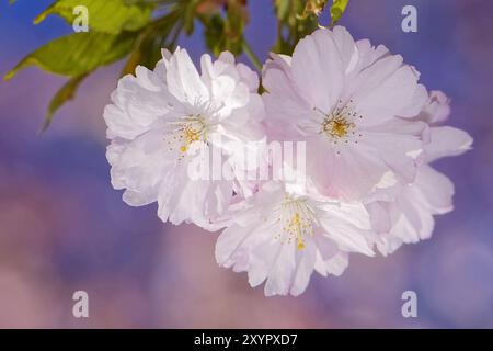 Japanese flowering cherry Banque D'Images