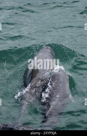 Deux dauphins à bosse de l'indo-pacifique (Sousa chinensis) nageant dans la mer au large de l'Australie, deux dauphins à bosse de l'indo-pacifique (Sousa chinensis) nageant dans la mer Banque D'Images