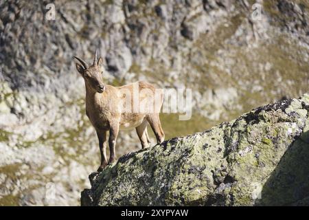 Jeune femme alpine (Capra ibex) regardant la caméra et se tenant sur la pierre rocheuse haute dans les montagnes Dombay contre les rochers. Caucase du Nord. Rus Banque D'Images