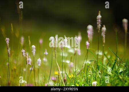 Prairie alpine avec ribwort et kr Banque D'Images