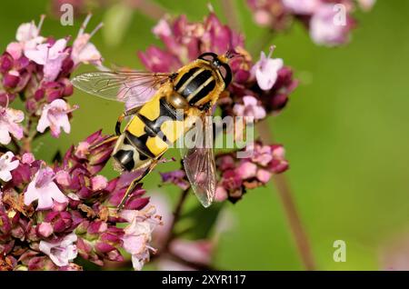 Grand marais hoverfly Banque D'Images