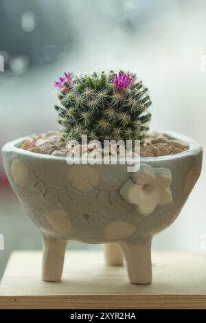 Bébé cactus en joli pot sur bois Banque D'Images