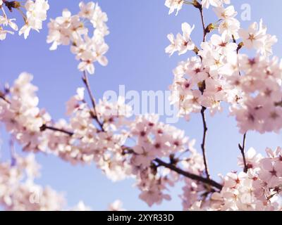 Gros plan de fleur de cerisier, fleurs de cerisier japonais plus de ciel bleu Banque D'Images
