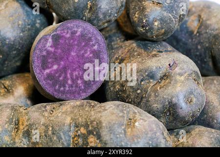 Pommes de terre Vitelotte sur une table Banque D'Images