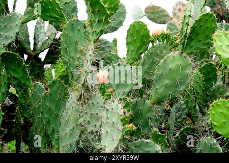 Une plante de cactus vibrante ornée de nombreuses feuilles vertes et de fleurs colorées, mettant en valeur sa beauté naturelle Banque D'Images