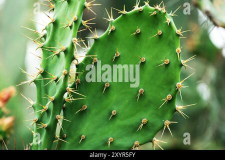 Une vue rapprochée d'une plante de cactus mettant en valeur ses nombreuses pointes pointues sur un fond flou Banque D'Images