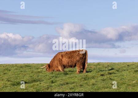 Une belle vache brune des hautes terres pâturant dans un champ à l'automne Banque D'Images