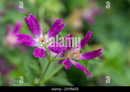 Macro-tir d'un Thurstonianum cranesbill (géranium oxonianum) en floraison Banque D'Images