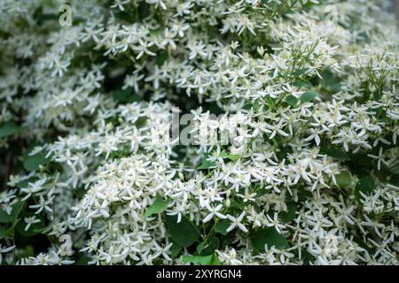 Petites fleurs et bourgeons de fleur blanche Clematis Recta flammula dans le jardin en été. Banque D'Images