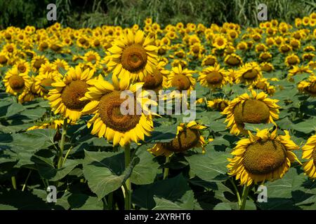 Le champ de tournesol est vu. Le tournesol commun (Helianthus annuus) est une espèce de grande forge annuelle de la famille des Marguerites Asteraceae. Banque D'Images