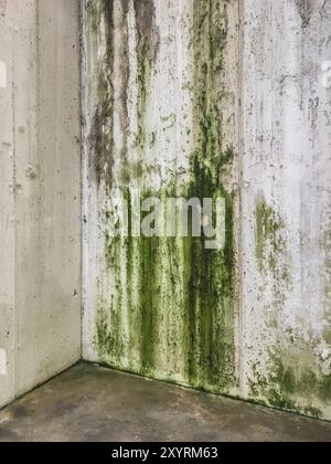 Mur endommagé par l'humidité, la moisissure, la mousse. Mauvaises conditions de vie. Le problème avec une humidité élevée, la lutte contre le champignon. Banque D'Images