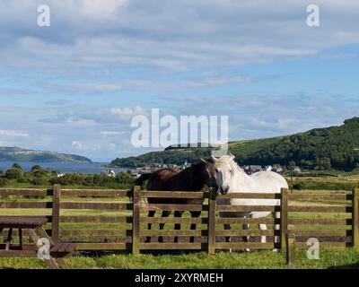 Rothesay, Bute, Écosse, Royaume-Uni. 6 juillet 2024. Pittoresque baie de Kichattan derrière un champ de chevaux vu de Kingarth sur l'île de Bute. Bute est une île du Firth of Clyde dans l'Argyll, en Écosse. (Crédit image : © Ruaridh Stewart/ZUMA Press Press Press Wire) USAGE ÉDITORIAL SEULEMENT! Non destiné à UN USAGE commercial ! Banque D'Images